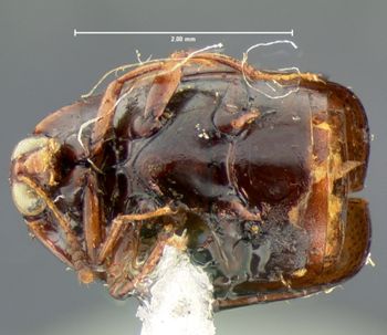 Media type: image;   Entomology 6635 Aspect: habitus ventral view